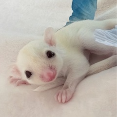 ルビープラチナ　男の子♪