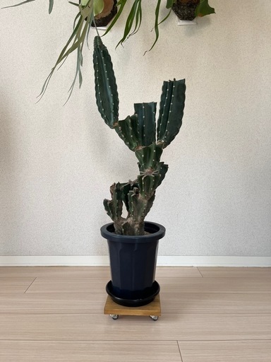 鬼面角