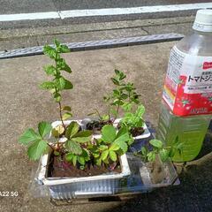 いちごみんと小苗他/北区から