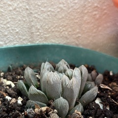 子株付　ハオルチア オブツーサ  花が咲きます