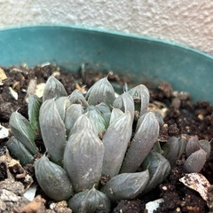 子株付　ハオルチア オブツーサ  花が咲きますの画像