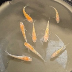 メダカ　めだか『王華』の画像