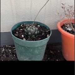 子株付　ハオルチア オブツーサ  花が咲きますの画像