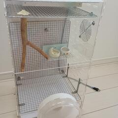 フクロモモンガ　飼育セット