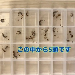 値下げ！（幼虫5頭）ドウイロクワガタの画像