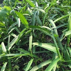 空芯菜　500gの画像