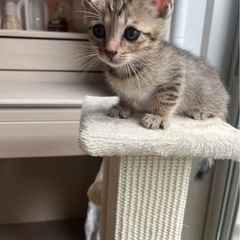子猫　キジトラ　女の子