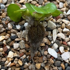 浮草　ホテイアオイ　15株の画像