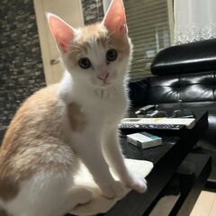 茶色ハチワレ子猫（保護猫・女の子）里親さん募集【代理投稿】
