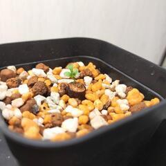 オペルクリカリア　パキプス　Operculicarya pachypus　極小パワータンク根挿しの画像