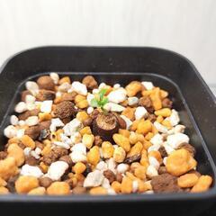 オペルクリカリア　パキプス　Operculicarya pachypus　極小パワータンク根挿しの画像