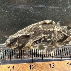 🐠スポテッドトーキングキャット  ±7㎝ 1,000円 スポットトーキングキャット スポテッドラファエルキャット ナマズの画像