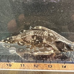 🐠スポテッドトーキングキャット  ±7㎝ 1,000円 スポットトーキングキャット スポテッドラファエルキャット ナマズの画像