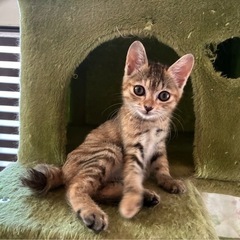 こねこ
