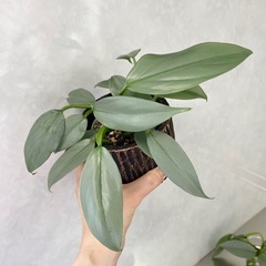 残り2本　フィロデンドロン シルバーメタル カット苗の画像