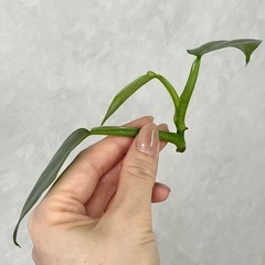 残り2本　フィロデンドロン シルバーメタル カット苗の画像