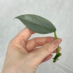 残り2本　フィロデンドロン シルバーメタル カット苗の画像