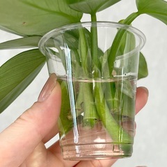 残り2本　フィロデンドロン シルバーメタル カット苗の画像
