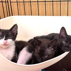 2ヶ月の兄弟のねこさん✦