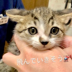7/13(日)柏市譲渡会　ジャクソン5🎵マーロン君 - 里親募集