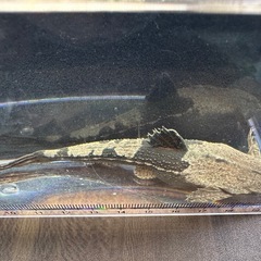 🐠バンジョーキャット ±12㎝ 1,000円  キャット ナマズの画像
