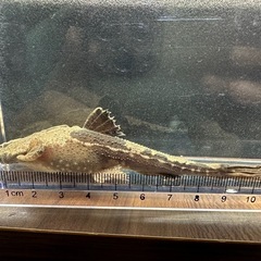 🐠バンジョーキャット ±12㎝ 1,000円  キャット ナマズの画像