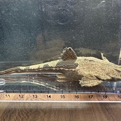 🐠バンジョーキャット ±12㎝ 1,800円  キャット ナマズ