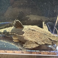 🐠バンジョーキャット ±12㎝ 1,000円  キャット ナマズの画像