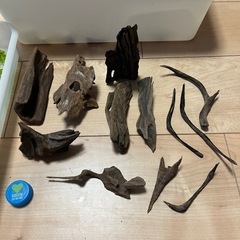 水草セットの画像