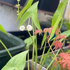 八重オモダカ　水草　メダカ鉢　ビオトープに♪