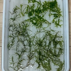 水草セットの画像