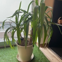 観葉植物