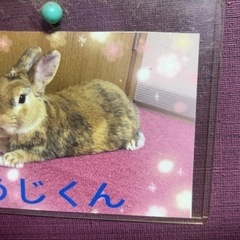うさぎさん