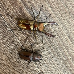 クワガタ
