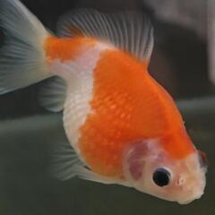 【引取先決定済】ピンポンパール3匹セット
