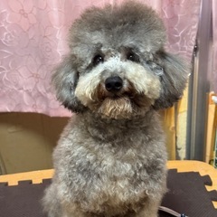 シルバートイプードル男の子