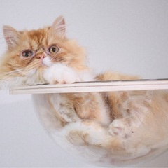 エキゾチックロング