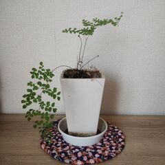 若いアジアンタム