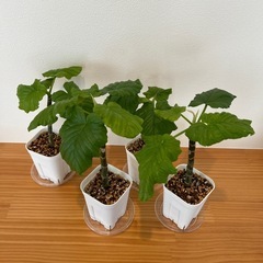 観葉植物 ウンベラータ3.5号 