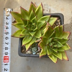 多肉植物ガーデンの画像