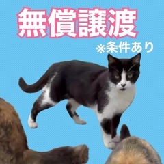 【無償譲渡】白黒mixネコちゃん