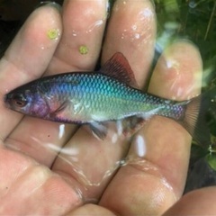 ⑬ 日淡・ガサガサ採集、フィッシングメンバー募集のお知らせ…