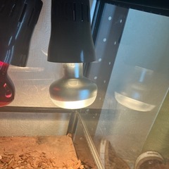 ‼️特価‼️爬虫類ライトの画像