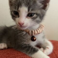 たくさん食べる、たくさん遊ぶ元気な仔猫達です