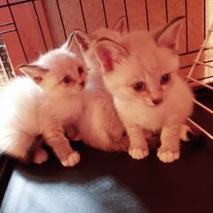 たくさん食べる、たくさん遊ぶ元気な仔猫達です