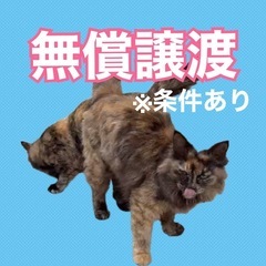 【無償譲渡】長毛のmixネコちゃん