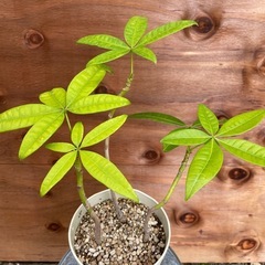 パキラ曲がり　3株寄せ植え（挿し木）の画像