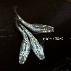 【産卵中】現物販売 シャンパンゴールドラメメダカメダカ 1ペア＋...
