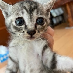 おっとり、鳴声がとっても可愛い🐱💕生後2ヶ月の女の子🐾