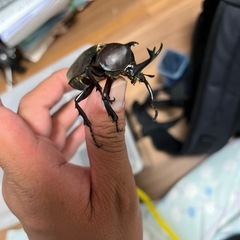 カブトムシとクワガタムシ取りに行きませんか？